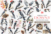 Downy Woodpecker Clipart, Woodpecker, an Illustration by SinaCreation (Thumbnail 1 of 4)