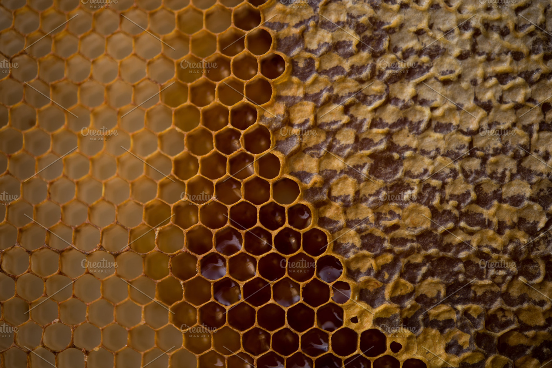 Honeycomb filled with honey, a Photo by WavebreakPremium