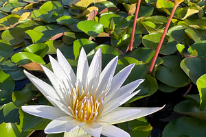 Beautiful white water lily, a Nature Photo by Imaginarium