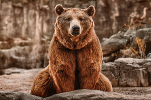 Brown bear sitting in its rocky habi, an Animal Photo by Perpis