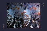 Red Aurora Artistic Lightroom Preset, an Action Add-On by Mark Borbely (Thumbnail 7 of 14)