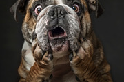 236 surprised animals, an Animal Photo by Handmadefont (Thumbnail 12 of 241)