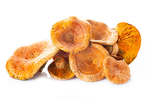 Saffron milk caps or red pine mushro