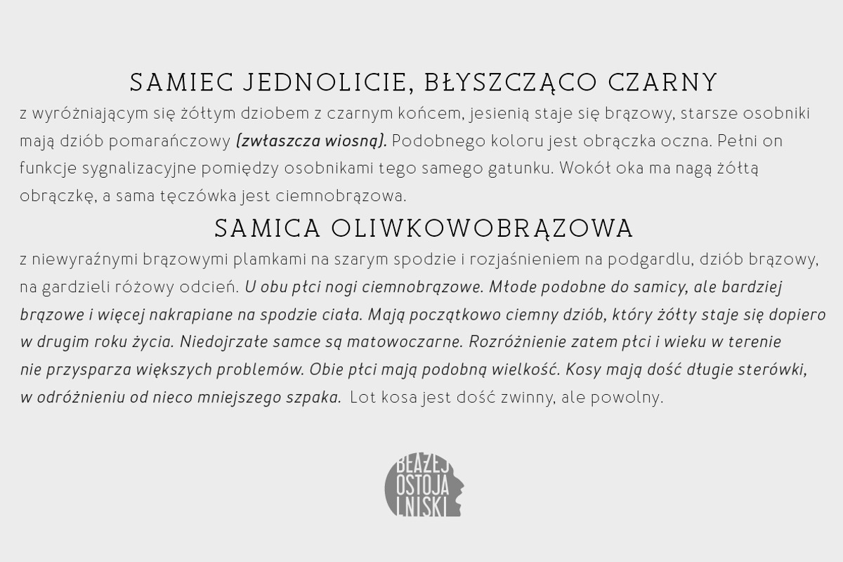 Merlo Round Family Font preview 4