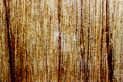 Natural Wood Grain Texture, a Texture Graphic by Pitchlook.Studio (Thumbnail 3 of 3)