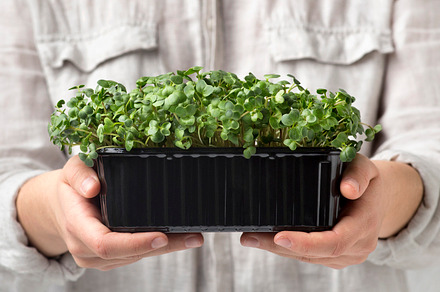 Green sprouted seeds in woman hands, a Background Photo by Prostock-Studio