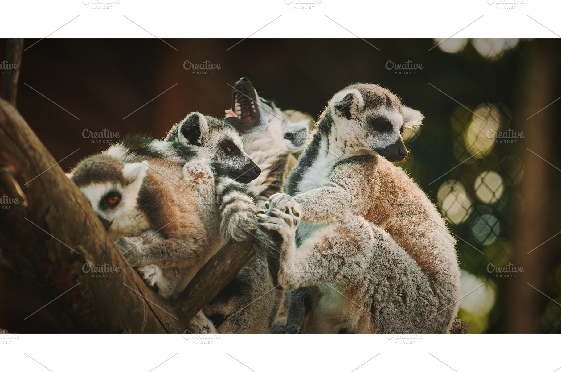 Group of playful lemurs enjoying, an Animal Photo by Our Amazing World