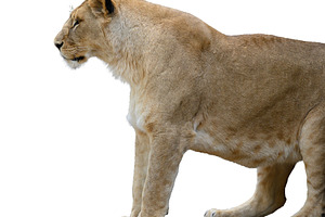 Profile of a standing lioness on an isolated background., an Animal Photo by ndanko