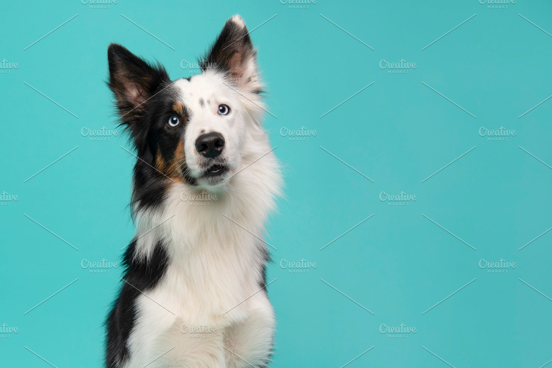 Border collie dog portrait on blue, an Animal Photo by Elles Rijsdijk