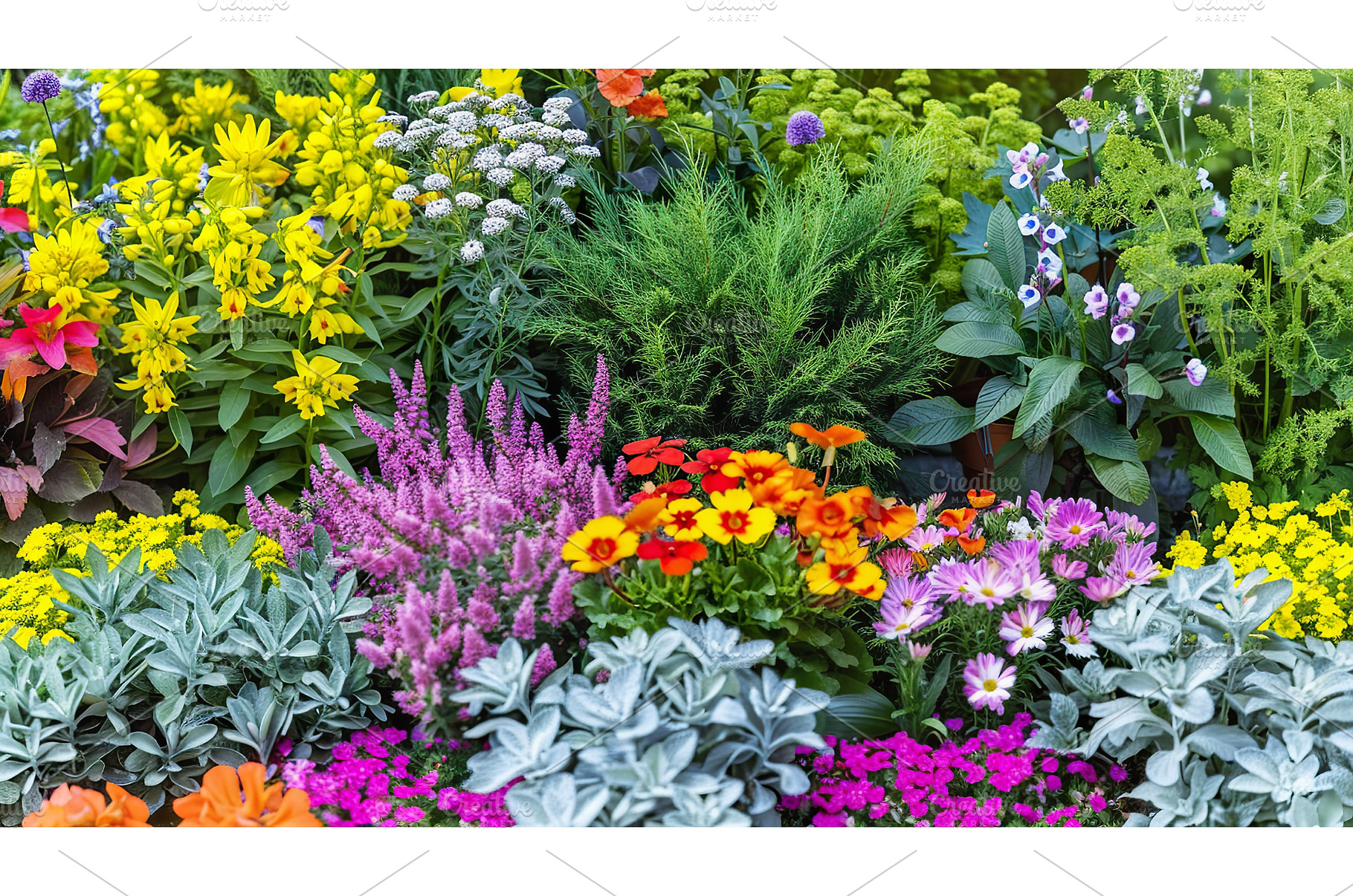 Colorful Garden Plant Variety, a Nature Photo by Lermont51