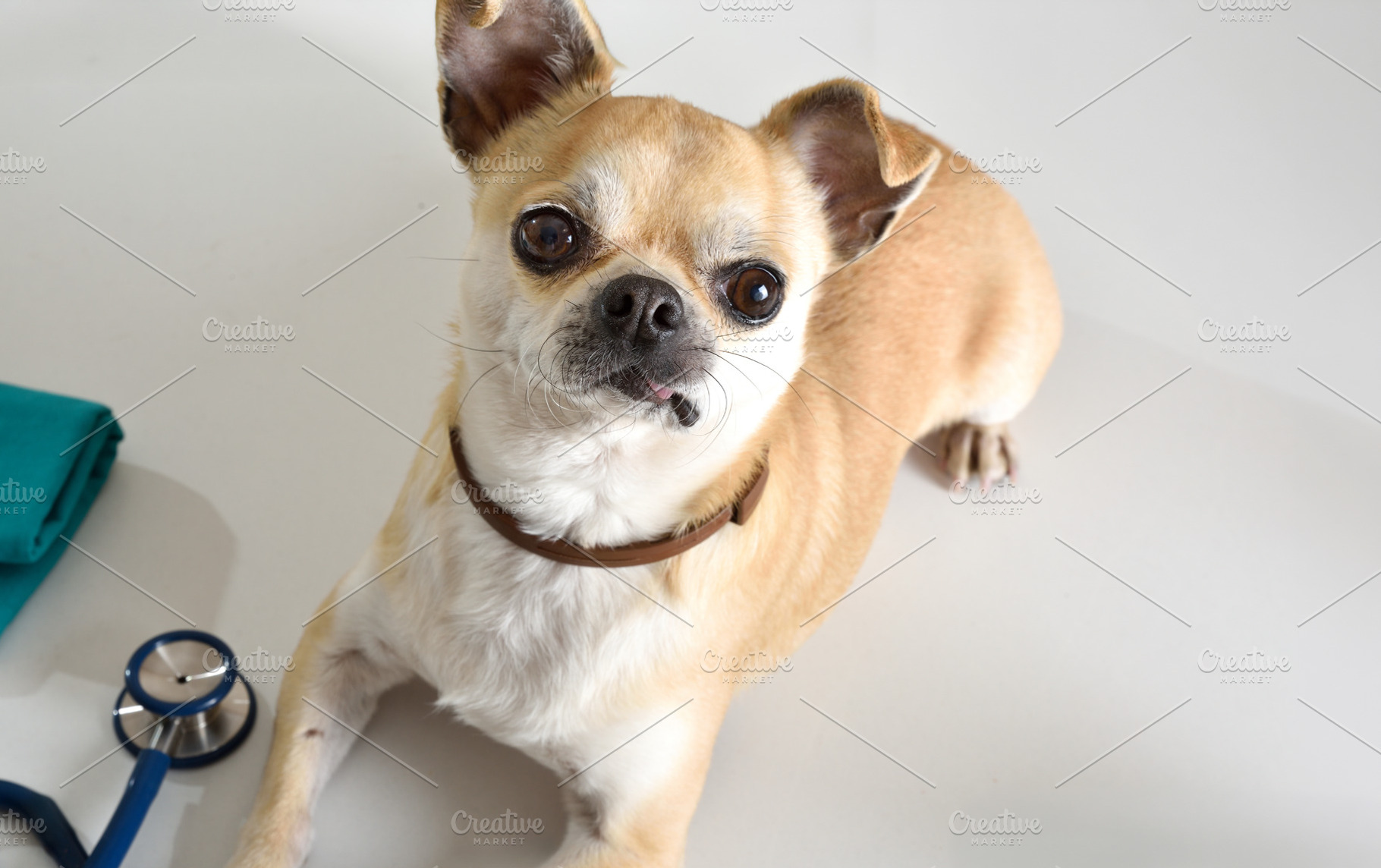 Cute Chihuahua at Veterinary Checkup Table, an Animal Photo by Davizro's Market