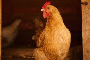 Brown hen standing inside wooden chicken coop rustic farm photo. Full length po, an Animal Photo by Rohan Photography