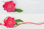 Camellia. Photography set, an Object Graphic by Pullia (Thumbnail 7 of 10)