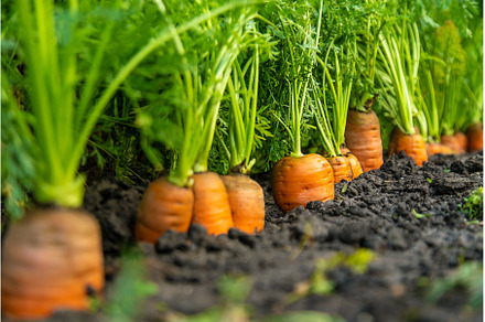 Carrot harvest in the garden, a Food & Drink Photo by yanadjana