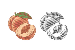 Peach, nectarine, engraving, a Food Illustration by Irina Trusova