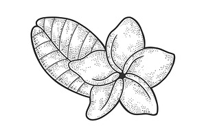 Plumeria Flower Sketch Vector