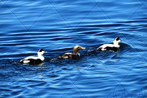 3 Ducks on Blue Photograph