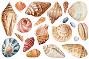 Seashells and fish, watercolor, an Animal Illustration by Hanna Hryharenka (Thumbnail 11 of 20)