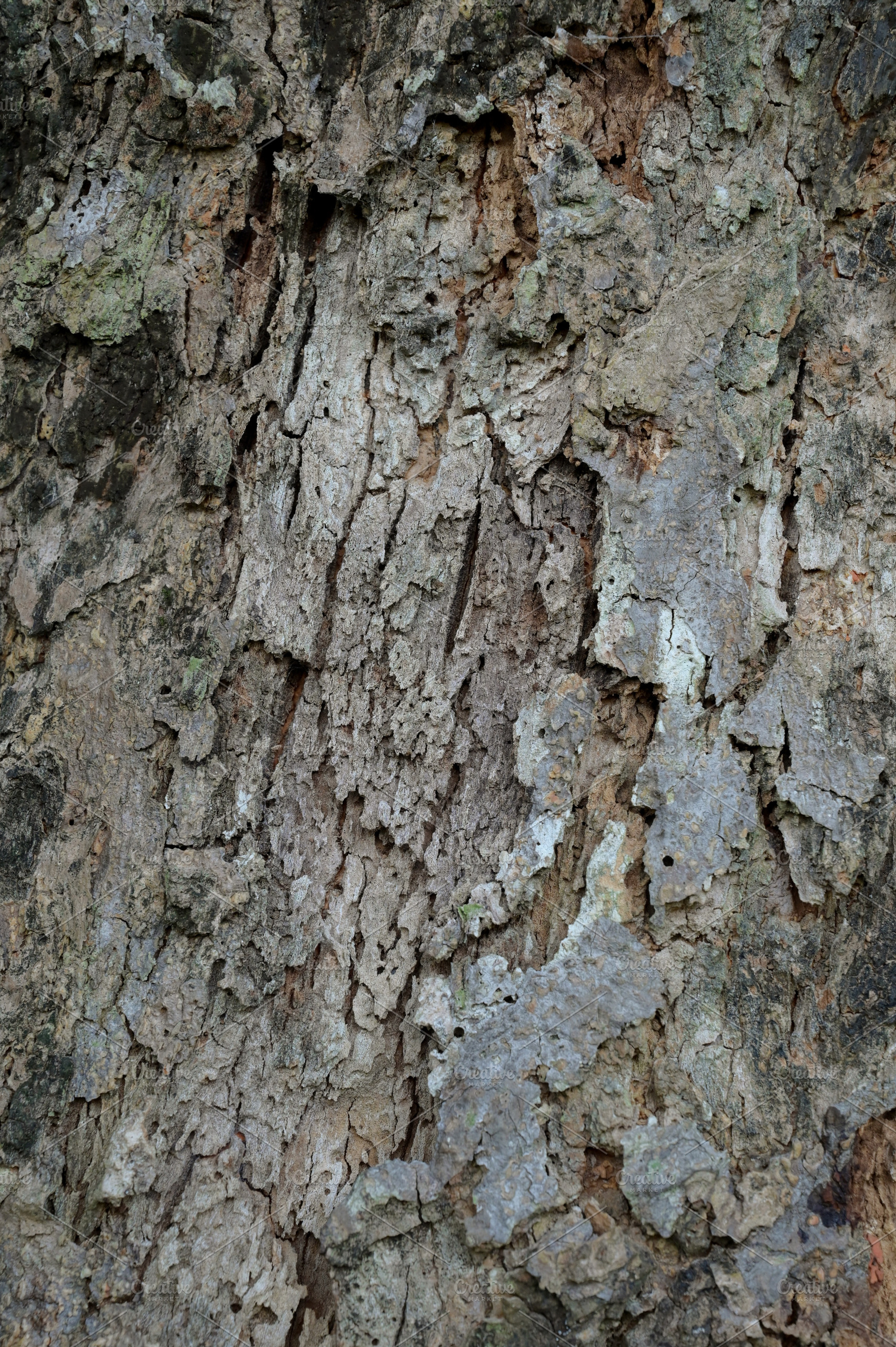 Close Up Texture of bark on a tree, a Photo by Riza Azhari