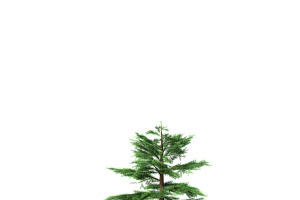 Fir Tree - Animation Of Growth