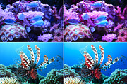 Barrier Reef Lr Presets, an Action Add-On by PandoraDreams (Thumbnail 6 of 7)