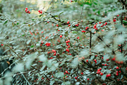 Film Lightroom Presets, an Action Add-On by Bamboobear Books Shop (Thumbnail 6 of 7)
