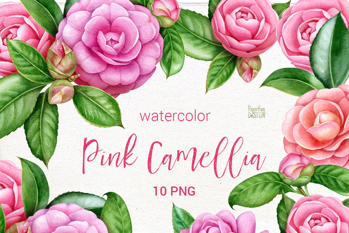 Camellia. Watercolor clipart PNG., an Illustration by Mary (Photo 1 of 3)