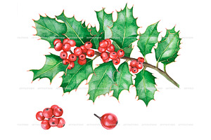 Watercolor Christmas Holly Clipart