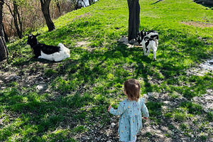 Young child walking towards goats under green trees on a sunny day in spring, a Photo by AS photostudio
