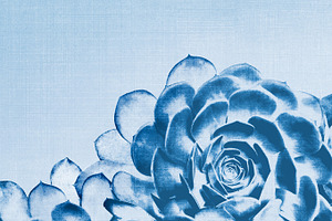 Blue Agave