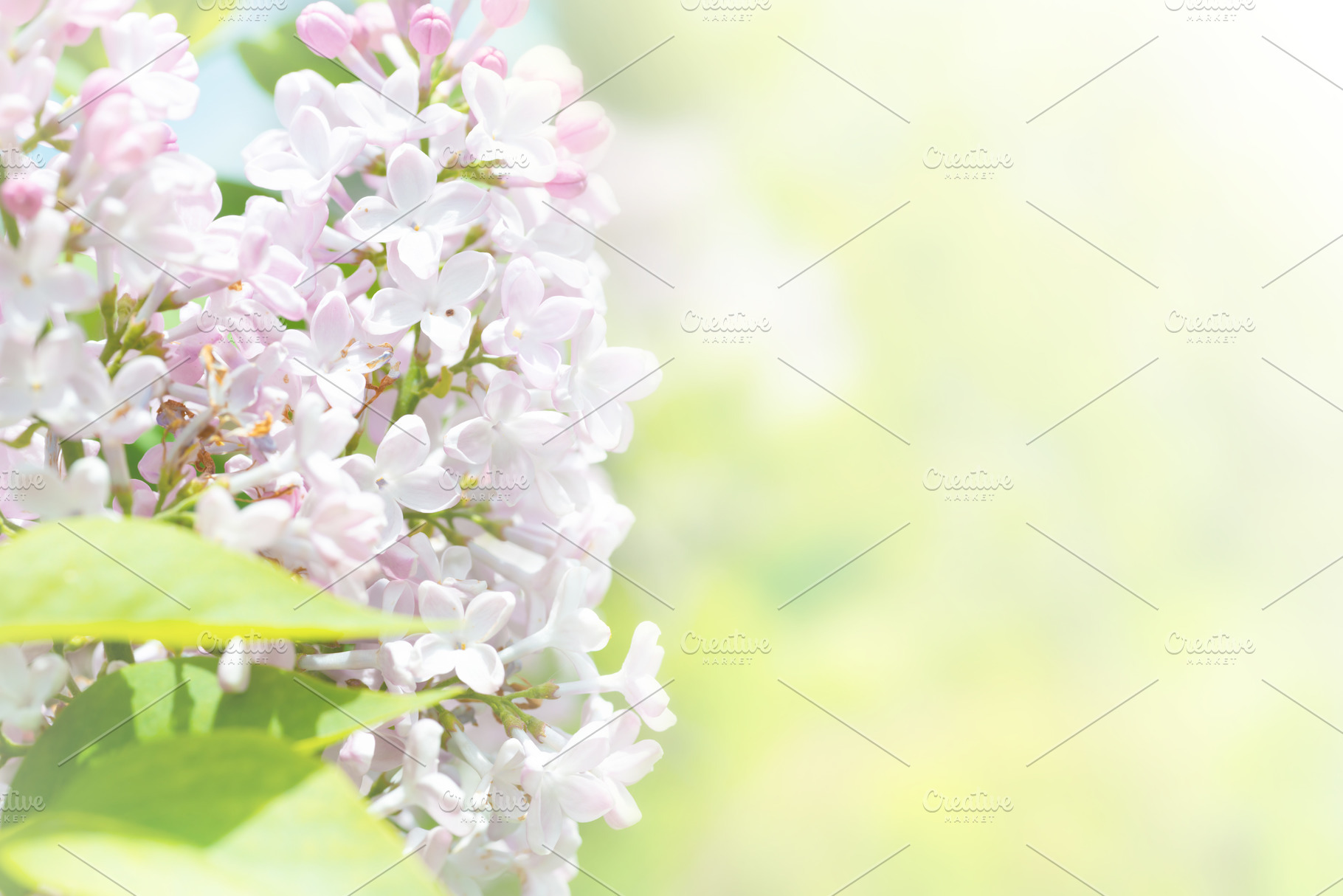 Lilac flowers branch bouquet, a Nature Photo by Vapi
