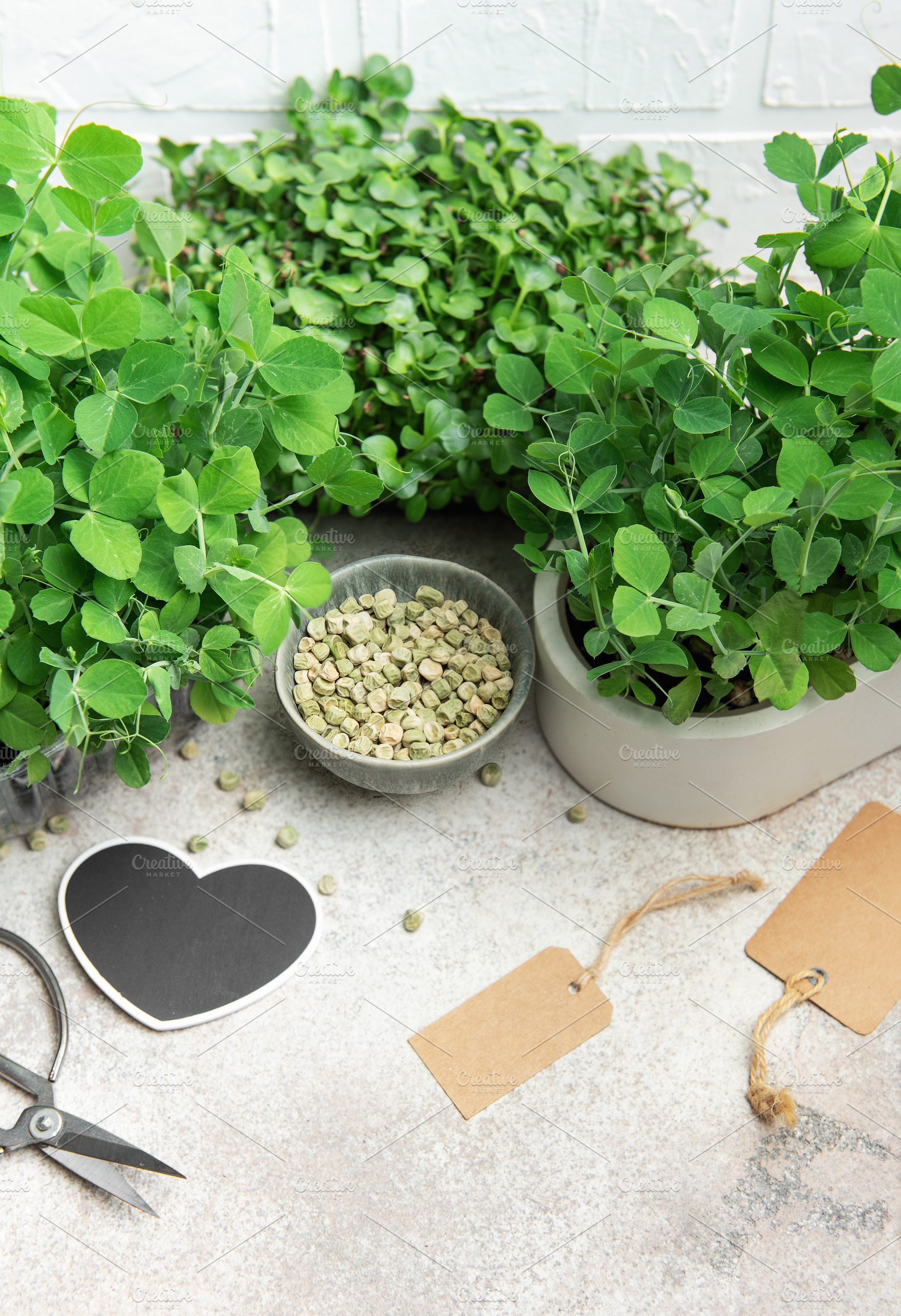 Gardener growing microgreens at home using seeds and pots, a Food & Drink Photo by Olena Rudo