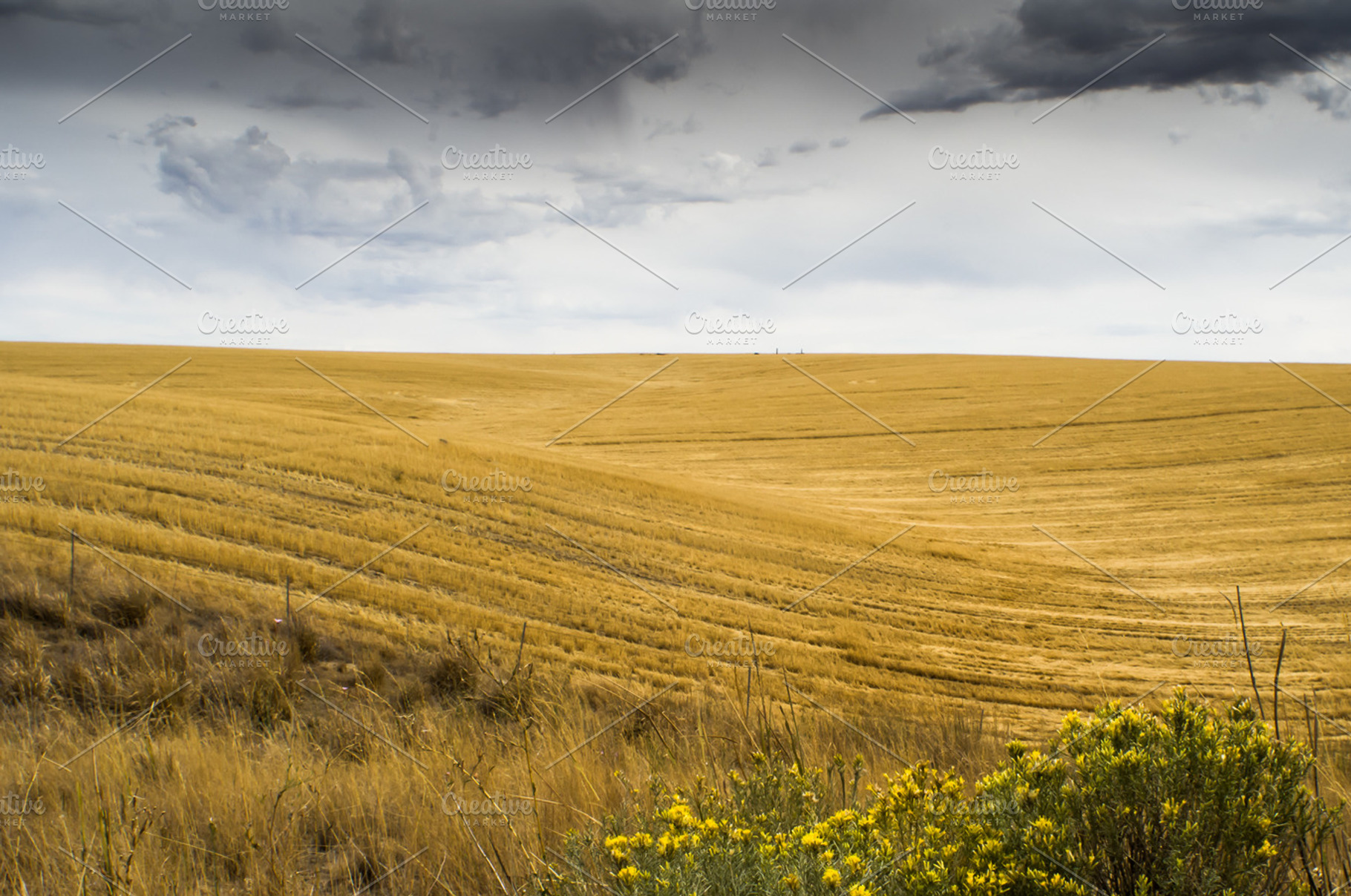 Wheat Fields Just Harvested