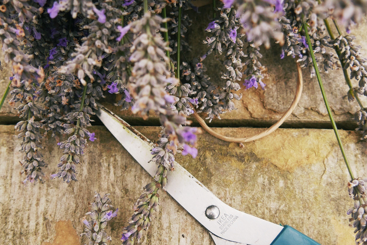 Garden Finds Flatlay Photo Bundle, a Photo by The Floral Healer (Photo 6 of 8)