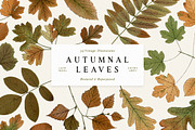 Autumn Leaves Clipart - 59 Images, an Object Illustration by Century Library (Thumbnail 1 of 10)