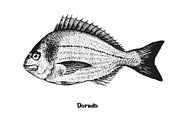 Fish collection, part 2, a Food Illustration by ZotovShop (Thumbnail 9 of 11)