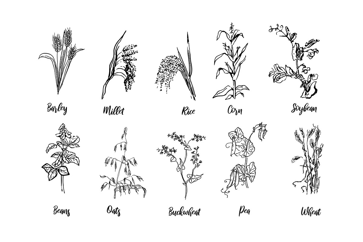 Cereal grains, an Illustration by Anada Arty
