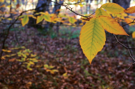 Gold Leaves in the Forest