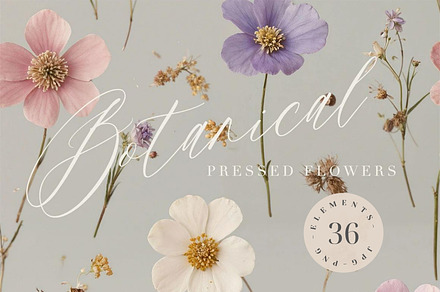 Pressed Flowers (Png) HELLO SPRING, a Background Graphic by by creative paper