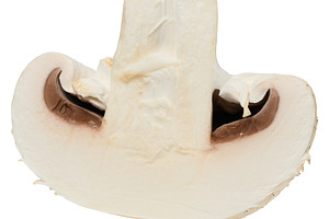 Half of raw white champignon on isolated background, a Food & Drink Photo by ndanko