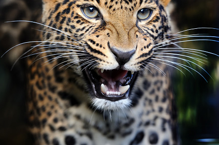 Portrait of an adult angry leopard in water on a dark background, a Photo by Byrdyak