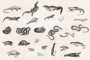 Wild Animals Engravings