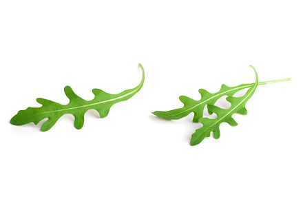 Green fresh rucola or arugula leaf, a Food & Drink Photo by NataPhoto