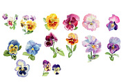 Watercolor collection of pansies, an Illustration by My art shop (Thumbnail 2 of 2)