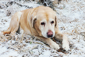 Golden labrador retriever dog in win, an Animal Photo by BOOCYS