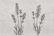 boho lavender clipart, an Illustration by JULIA x JULIE's ART (Thumbnail 3 of 6)