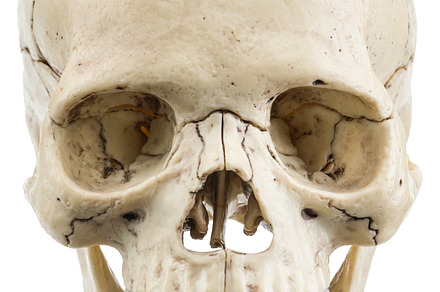 Skull model isolated featuring human, skull, and anatomy, a School & Education Photo by Volff