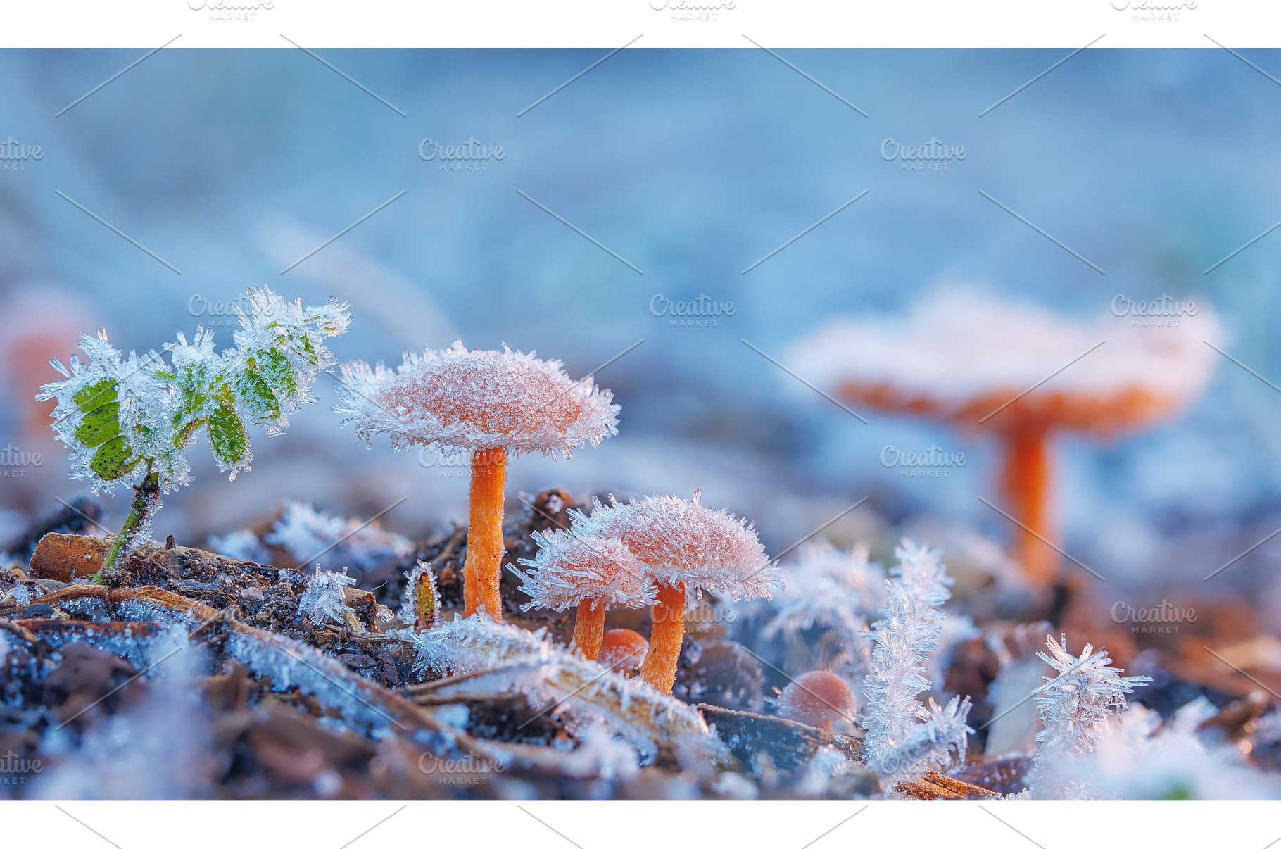 Frosted Mushroom in a Snowy Meadow, a Background Photo by Lukas Jonaitis SHOP