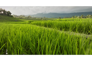 Bali rice terraces with lush green, a Nature Photo by Goinyk