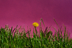 Bright yellow dandelion standing amid green grass with a bold pi, a Nature Photo by Ales Munt